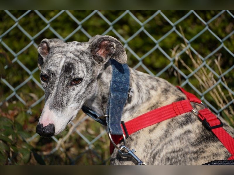 Selena wartet in 44579 Castrop-Rauxel