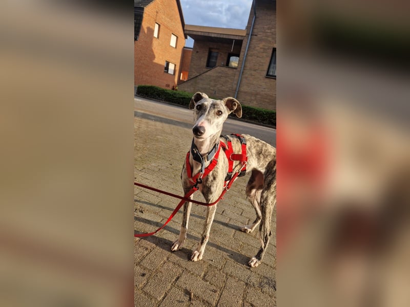 Selena wartet in 44579 Castrop-Rauxel