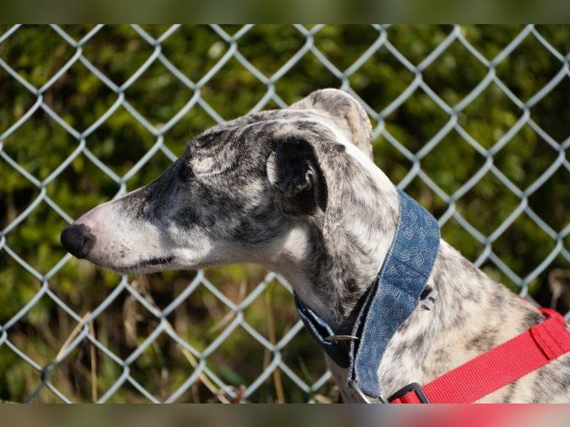 Selena wartet in 44579 Castrop-Rauxel