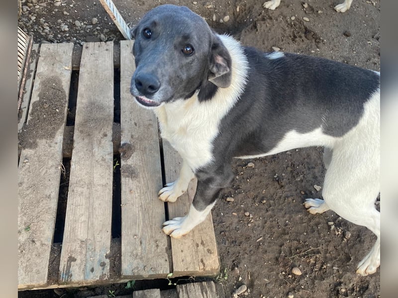 POXI, ein Herz voller Lebensfreude!