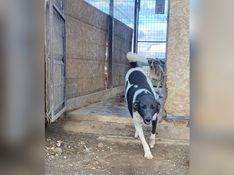 POXI, ein Herz voller Lebensfreude!