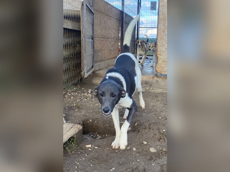 POXI, ein Herz voller Lebensfreude!