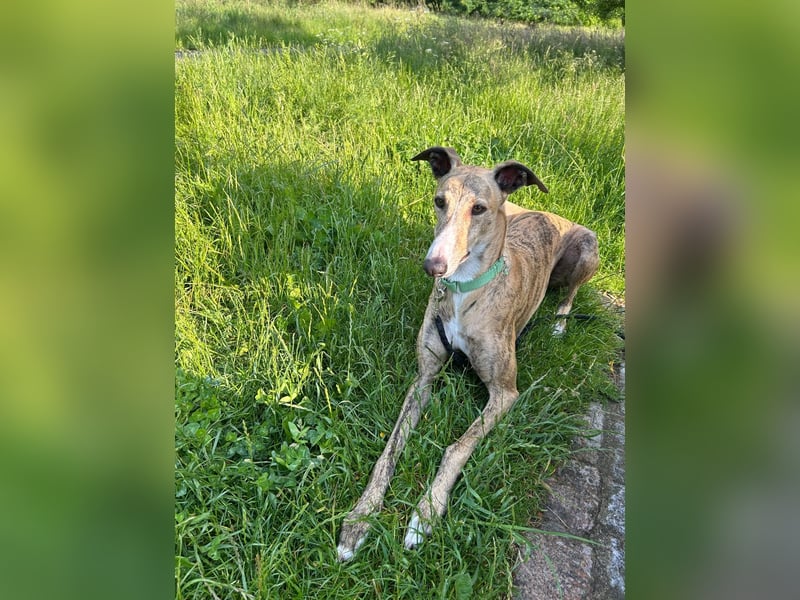 Pepe - eleganter Herzensbrecher sucht sein Für-immer-Zuhause