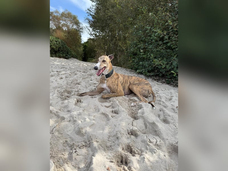 Pepe - eleganter Herzensbrecher sucht sein Für-immer-Zuhause