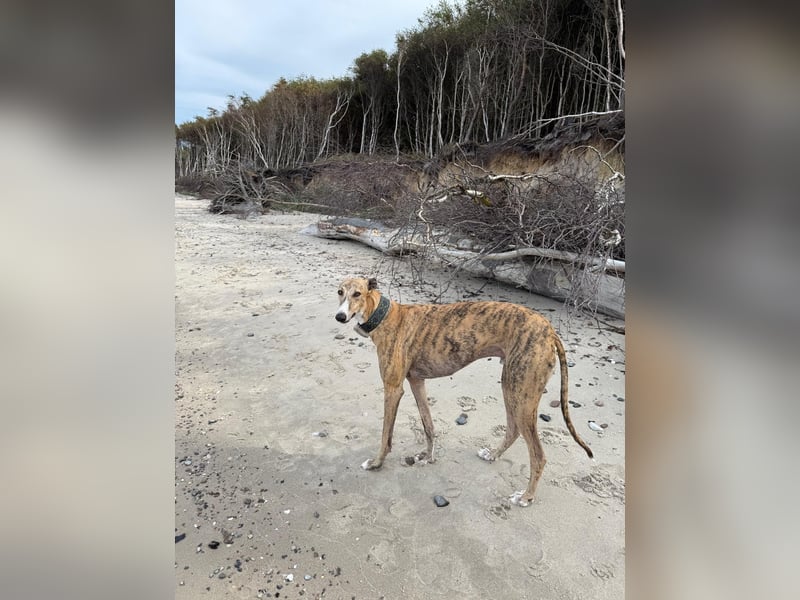 Pepe - eleganter Herzensbrecher sucht sein Für-immer-Zuhause