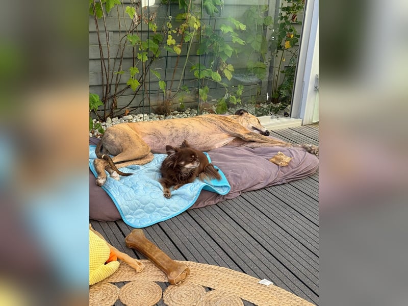 Pepe - eleganter Herzensbrecher sucht sein Für-immer-Zuhause