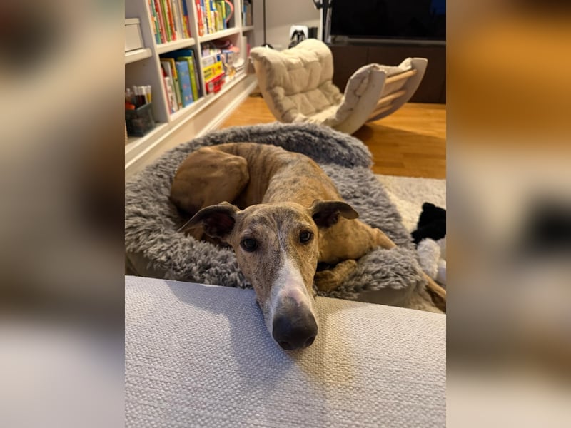 Pepe - eleganter Herzensbrecher sucht sein Für-immer-Zuhause