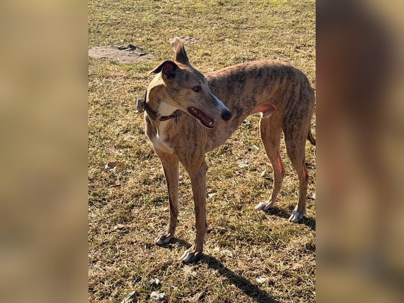 Pepe - eleganter Herzensbrecher sucht sein Für-immer-Zuhause