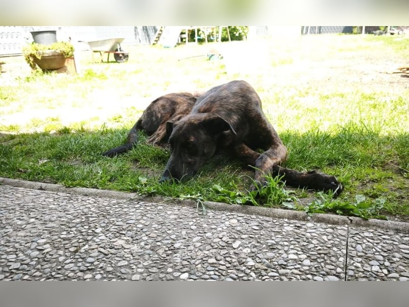Daino - befindet sich in einer Pflegestelle in 76831 Billigheim-Ingenheim