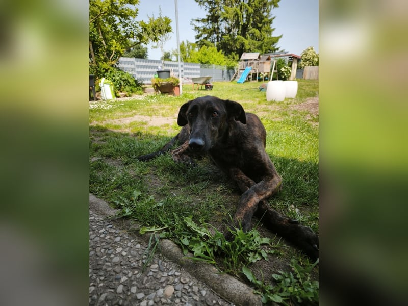 Daino - befindet sich in einer Pflegestelle in 76831 Billigheim-Ingenheim