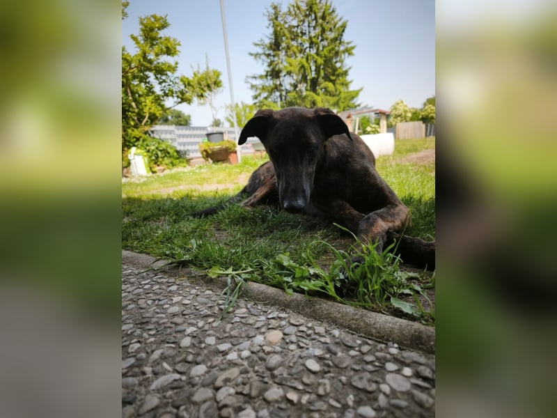 Daino - befindet sich in einer Pflegestelle in 76831 Billigheim-Ingenheim