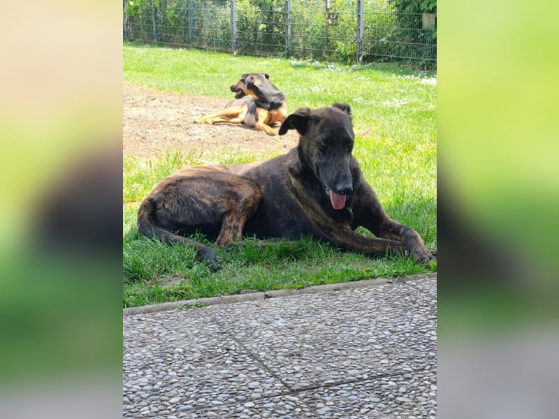 Daino - befindet sich in einer Pflegestelle in 76831 Billigheim-Ingenheim