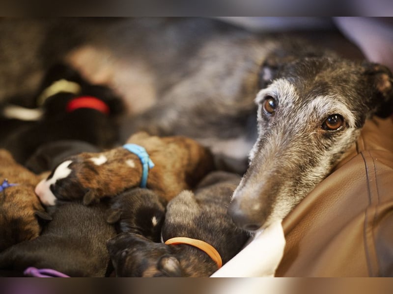 Galgo Espanol Welpen aus Prädikatswurf