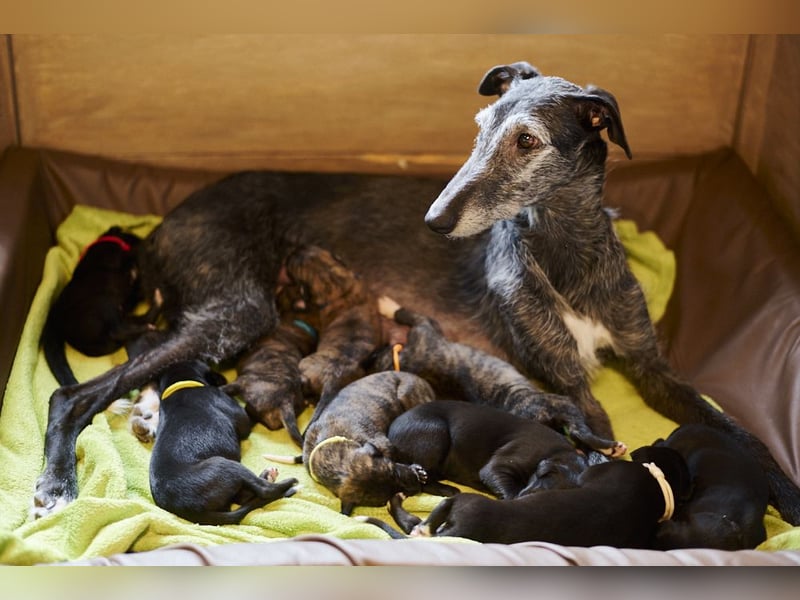 Galgo Espanol Welpen aus Prädikatswurf