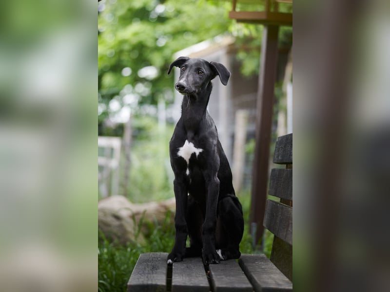 Galgo Espanol Welpen aus Prädikatswurf