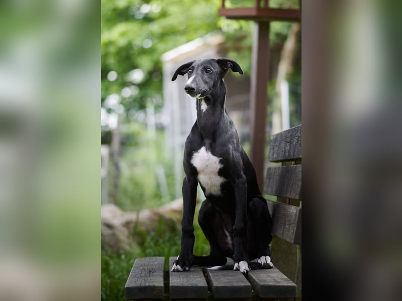 Galgo Espanol Welpen aus Prädikatswurf