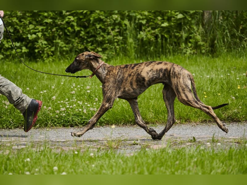 Galgo Espanol Welpen aus Prädikatswurf