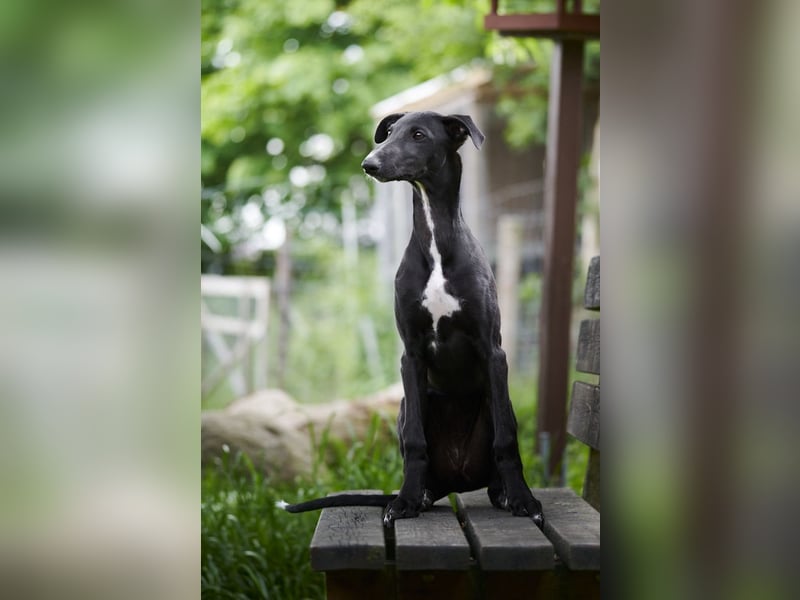 Galgo Espanol Welpen aus Prädikatswurf