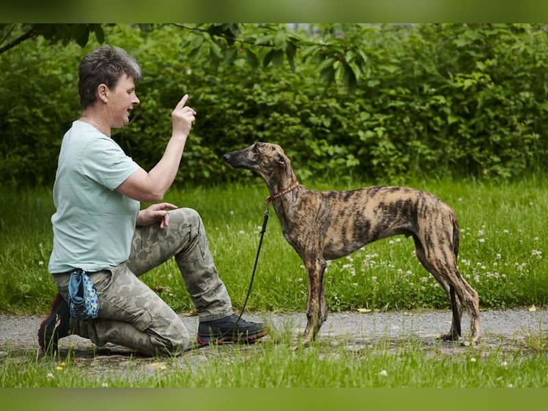 Galgo Espanol Welpen aus Prädikatswurf