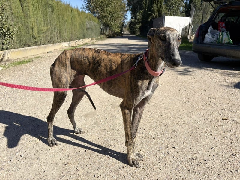 Alma,geb.11/23,ruhiges Galgo Espanol Mädel sucht ihre Familie