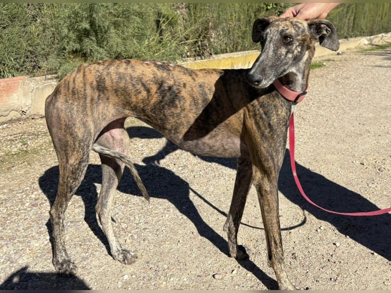 Alma,geb.11/23,ruhiges Galgo Espanol Mädel sucht ihre Familie