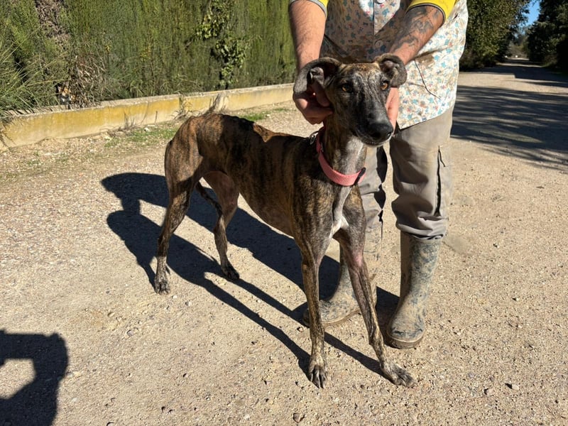 Alma,geb.11/23,ruhiges Galgo Espanol Mädel sucht ihre Familie