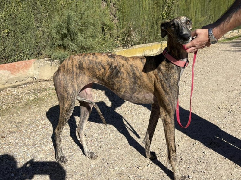 Alma,geb.11/23,ruhiges Galgo Espanol Mädel sucht ihre Familie