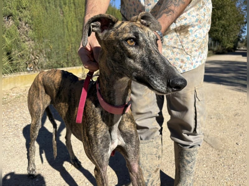 Alma,geb.11/23,ruhiges Galgo Espanol Mädel sucht ihre Familie