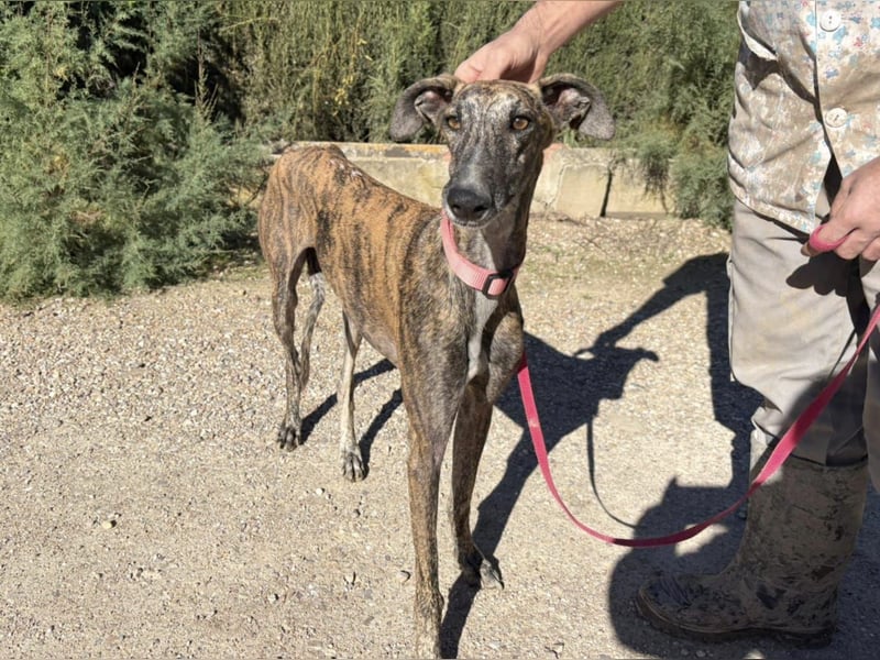 Alma,geb.11/23,ruhiges Galgo Espanol Mädel sucht ihre Familie