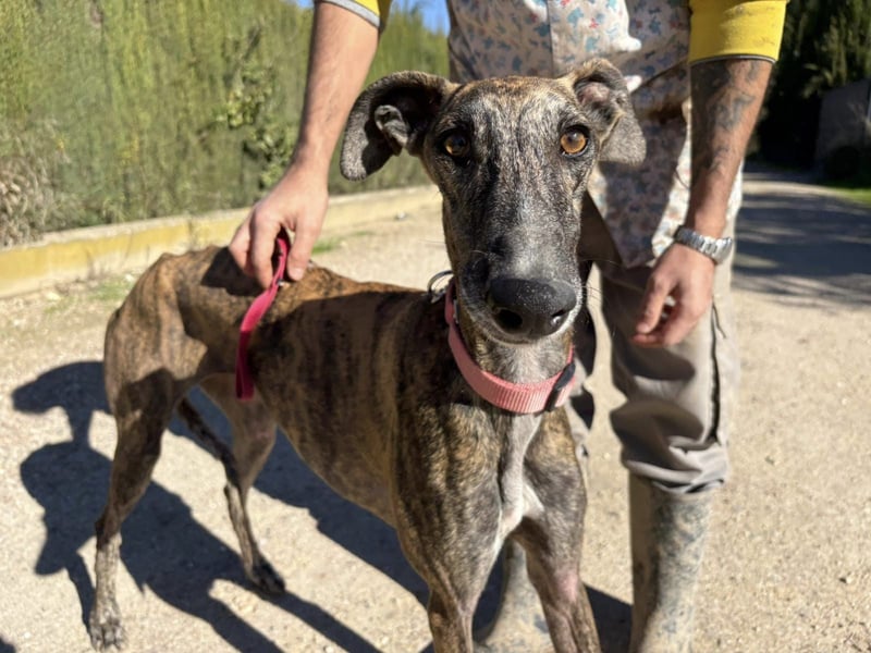 Alma,geb.11/23,ruhiges Galgo Espanol Mädel sucht ihre Familie