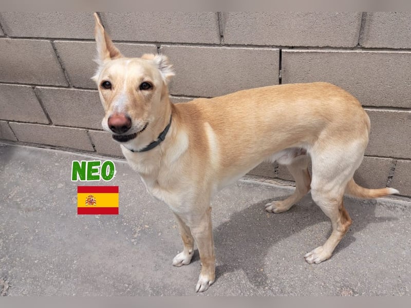 Neo,geb.12/23,unkomplizierter Galgo Mix Rüde sucht seine Familie