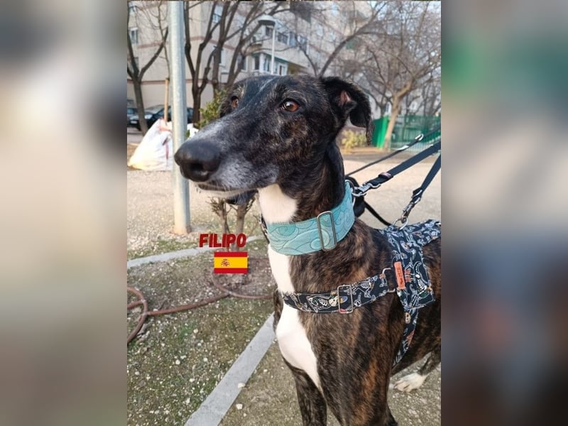 Filipo,geb.06/22,entspannter,unkomplizierter Galgo sucht seine Familie