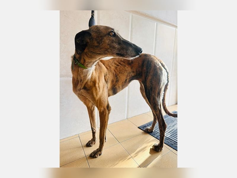 Cora (JA) eine liebenswerte und sanfte Hundedame