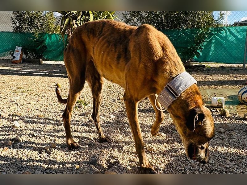 Cora (JA) eine liebenswerte und sanfte Hundedame