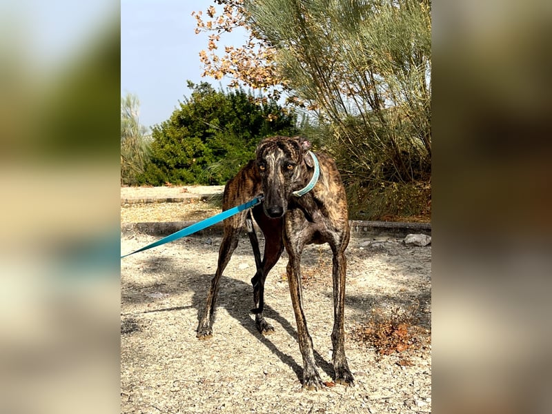 Pastora(TO) wunderschöne Hundedame