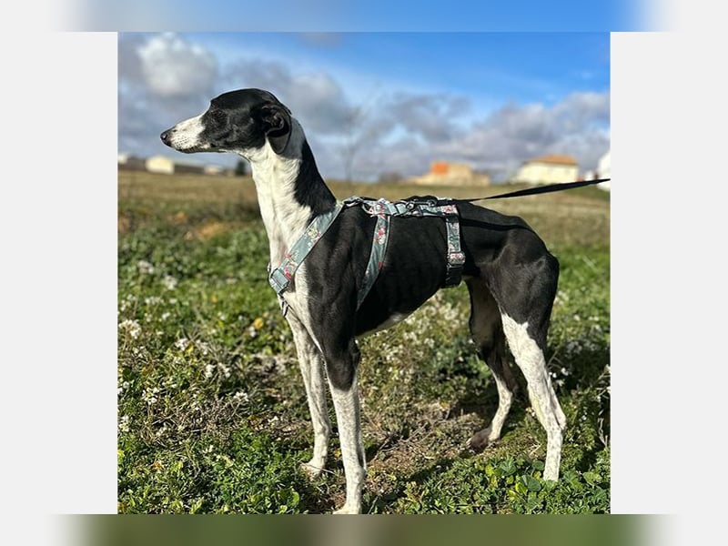 Kira (LR) eine freundliche und sanfte Hündin