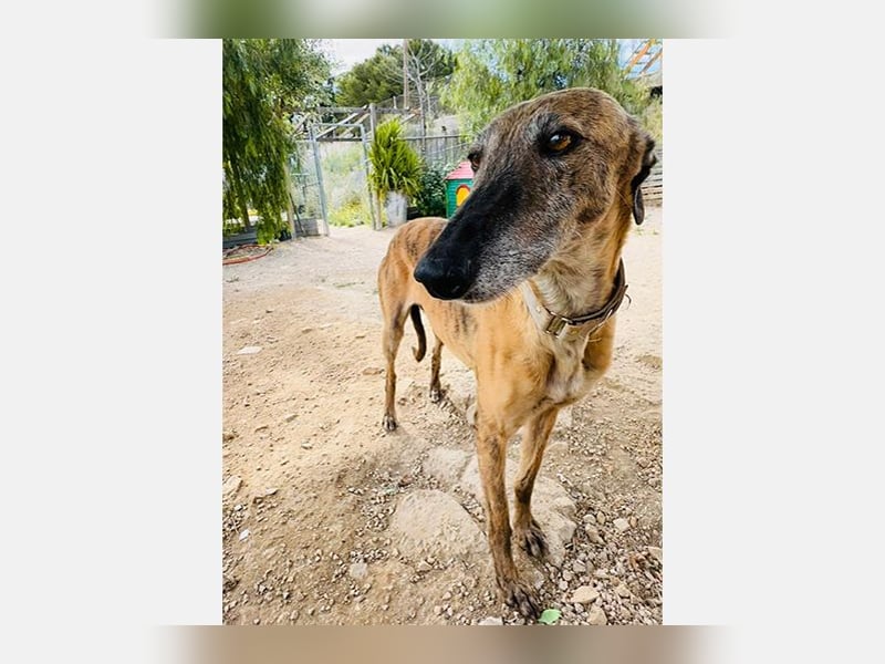 Cora (JA) eine liebenswerte und sanfte Hundedame