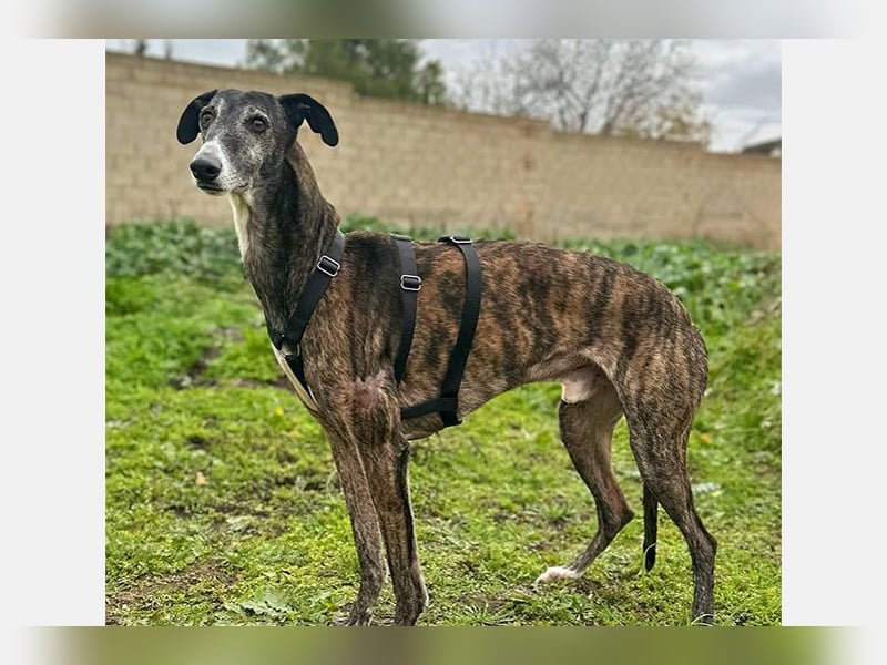 Koda (LR) wunderschöner, verschmuster und freundlicher Bube