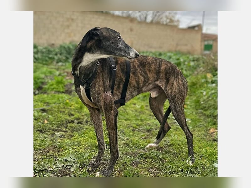 Koda (LR) wunderschöner, verschmuster und freundlicher Bube