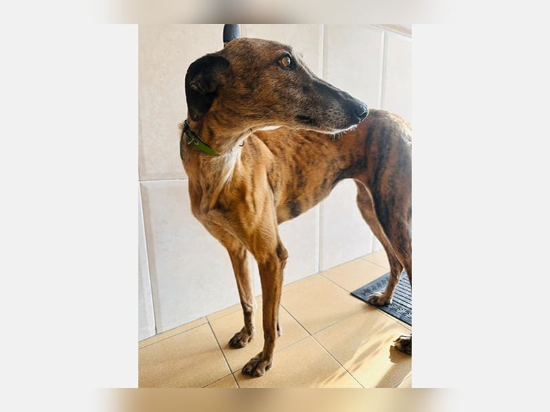 Cora (JA) eine liebenswerte und sanfte Hundedame
