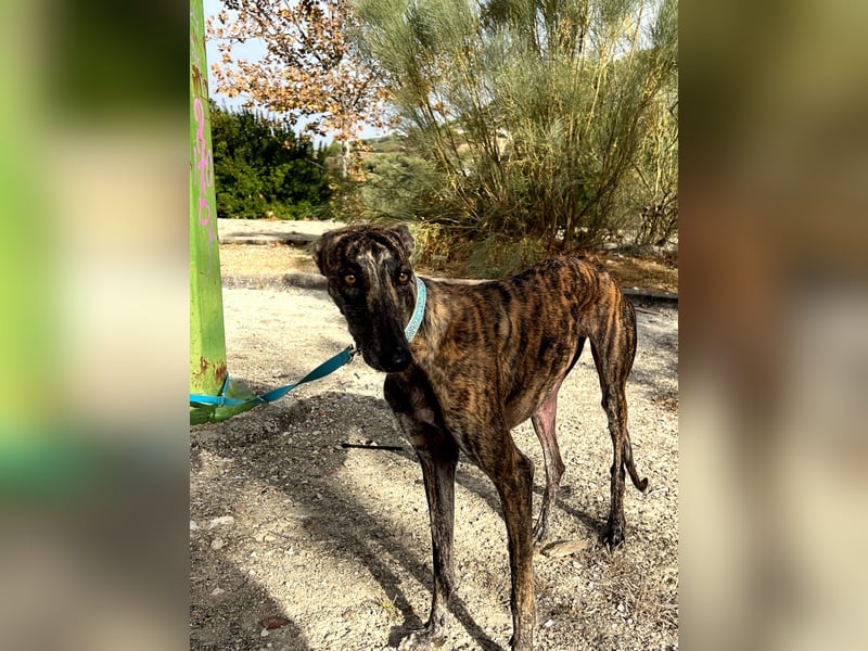 Pastora(TO) wunderschöne Hundedame