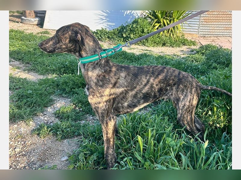 Boli (TO) einfach ein toller junger Hund