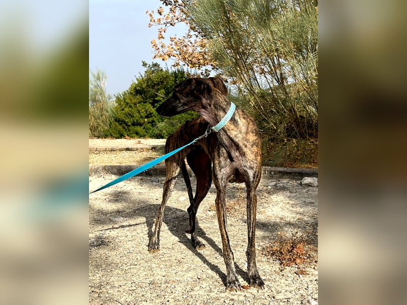 Pastora(TO) wunderschöne Hundedame