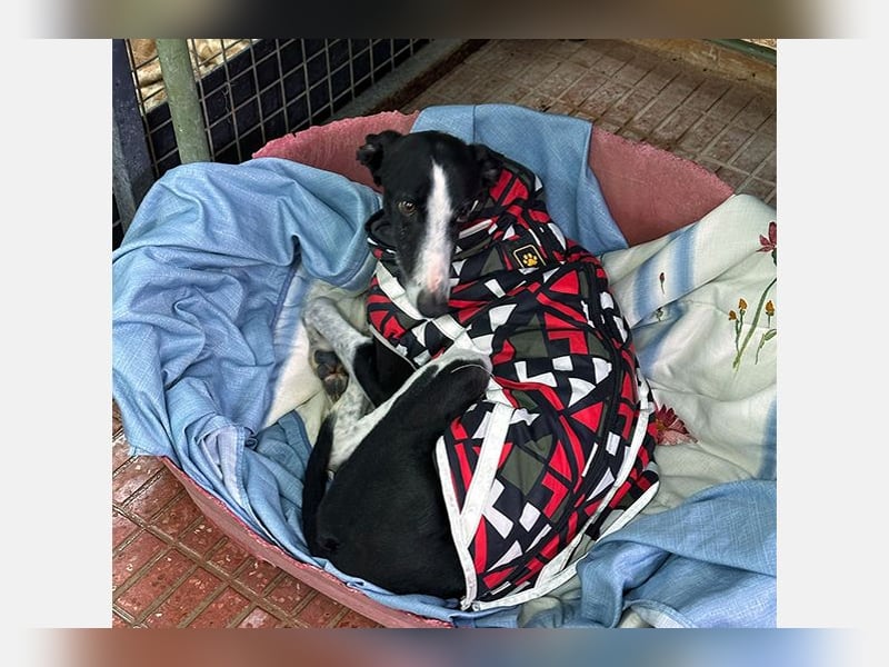 Kira (LR) eine freundliche und sanfte Hündin