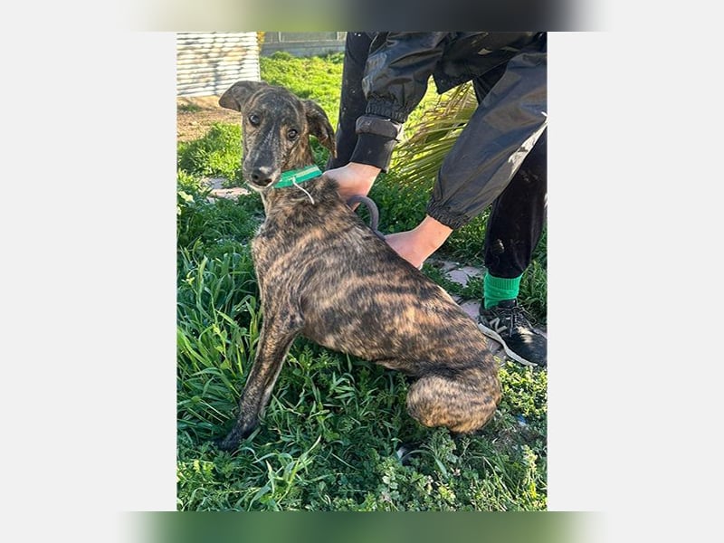 Boli (TO) einfach ein toller junger Hund