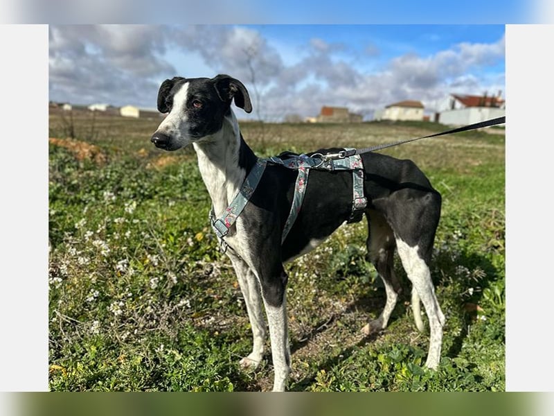 Kira (LR) eine freundliche und sanfte Hündin