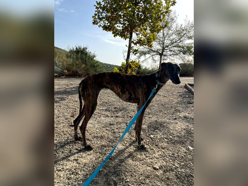 Pastora(TO) wunderschöne Hundedame