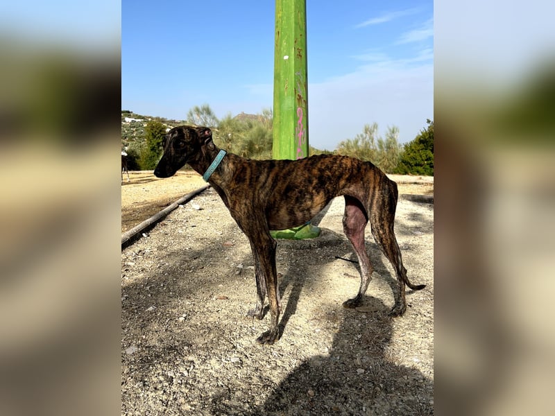 Pastora(TO) wunderschöne Hundedame