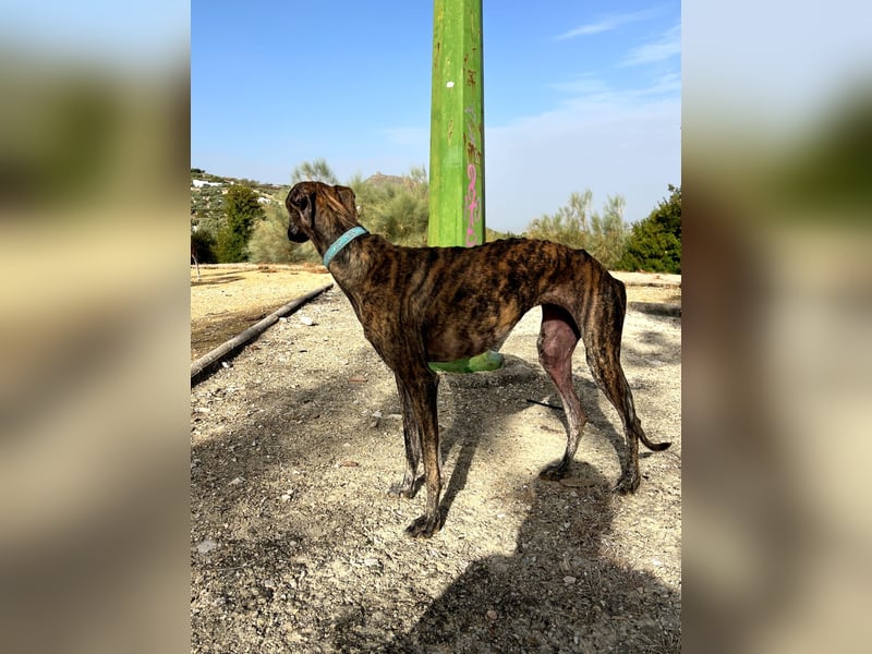 Pastora(TO) wunderschöne Hundedame