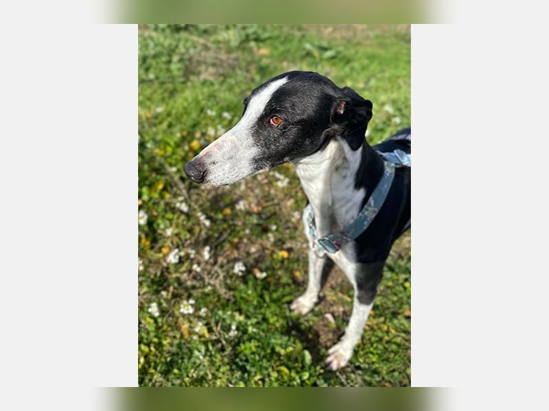 Kira (LR) eine freundliche und sanfte Hündin